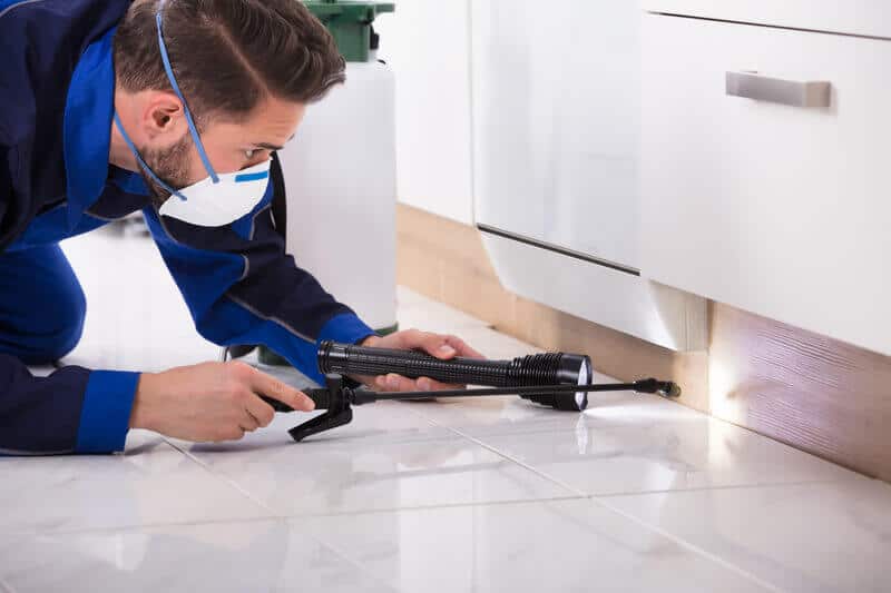 extreme pest control in cape town