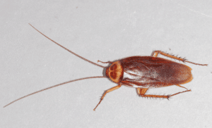 get rid of American cockroach