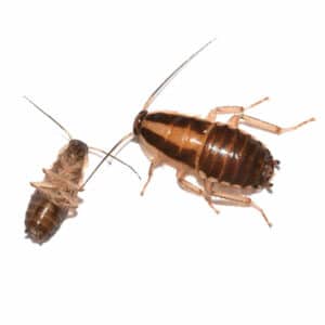 get rid of German-cockroaches