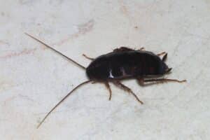 get rid of oriental cockroach