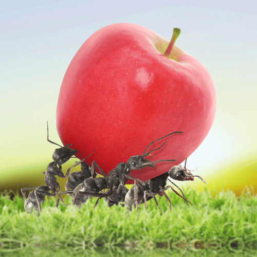 Ants love food Cape Town