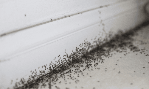 Ants get in through cracks and crevices