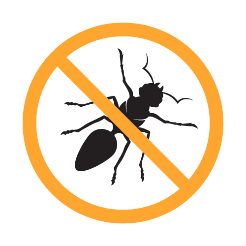 Ant Control no more ants