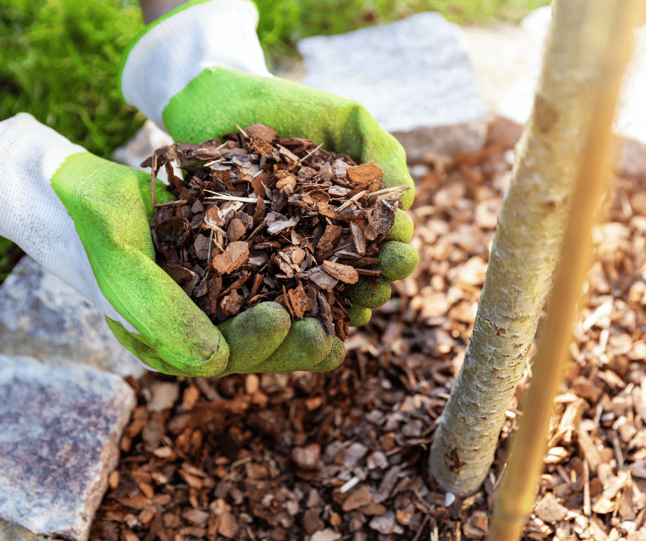 ,ulch natural ant control remedies